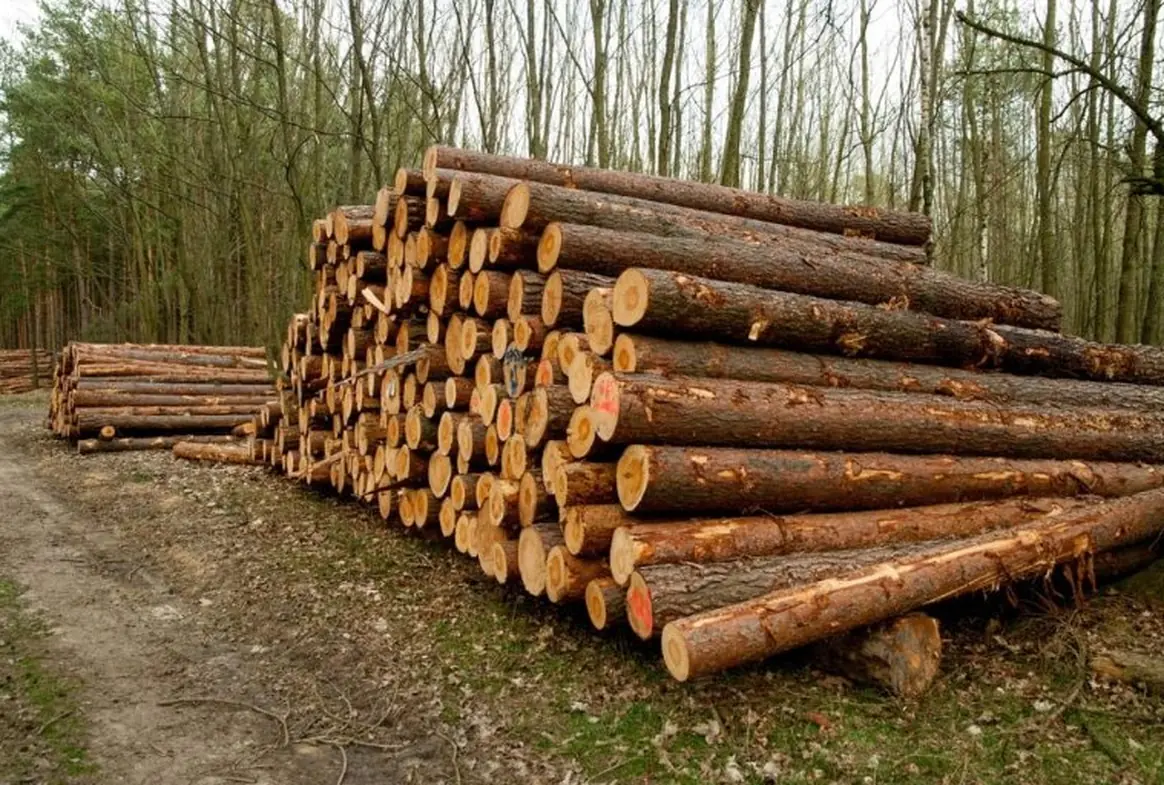 Premium treated timber squares stacked at Ashok Aggarwal & Sons warehouse