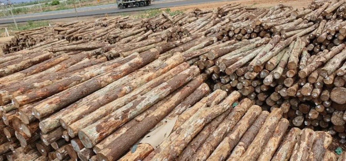 Large stockpile of imported timber logs at Ashok Aggarwal & Sons yard