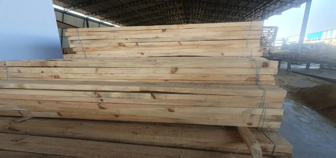 Timber transport trucks loaded with pine logs for PAN India delivery