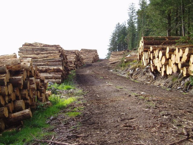 Australian Radiata Pine timber — import stockyard and sawmill, Ashok Aggarwal & Sons, Gandhidham Gujarat
